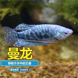 小龍魚變紫藍(lán)色怎么回事圖片（小龍魚為什么會(huì)變紫藍(lán)色？） 龍魚百科 第3張