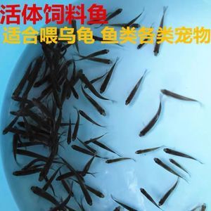 土龍魚,淡水可以養(yǎng)殖嗎（土龍魚能在淡水中生存嗎？） 龍魚百科 第4張