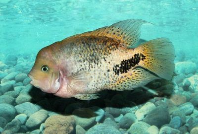 養(yǎng)銀龍魚缸背景用什么顏色（養(yǎng)銀龍魚缸的背景顏色如何選擇） 龍魚百科 第5張