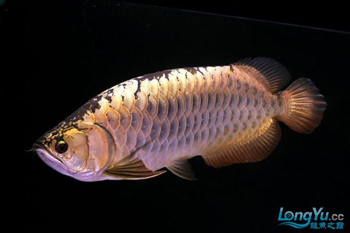 新加坡龍魚(yú)（新加坡龍魚(yú)價(jià)格高昂，血紅色最為名貴，）