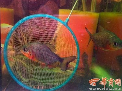 西安水族批發(fā)市場vs祥龍魚場（西安水族批發(fā)市場） 龍魚百科 第2張