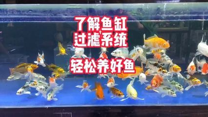 西安水族批發(fā)市場vs祥龍魚場（西安水族批發(fā)市場） 龍魚百科 第1張