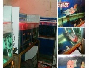 西安水族批發(fā)市場vs祥龍魚場（西安水族批發(fā)市場） 龍魚百科 第3張