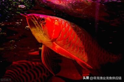 一條龍魚(yú)一個(gè)月開(kāi)銷(xiāo)（養(yǎng)龍魚(yú)一個(gè)月的費(fèi)用大概是多少？） 龍魚(yú)百科 第1張