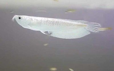 銀龍魚(yú)變白色過(guò)程（銀龍魚(yú)為什么會(huì)變白？） 龍魚(yú)百科 第3張