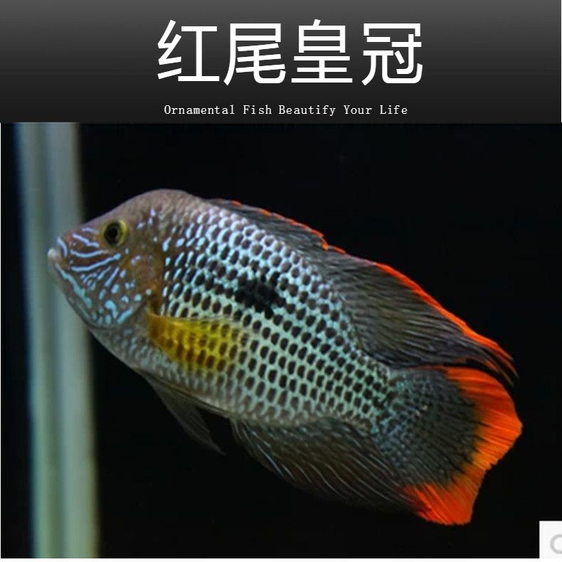 銀龍魚和皇冠魚能在一起養(yǎng)嗎（銀龍魚和皇冠魚可以混養(yǎng)嗎？） 龍魚百科 第4張