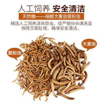 銀龍魚吃大麥蟲就吐（銀龍魚吃大麥蟲后吐出可能與多種因素有關，及時調(diào)整飼養(yǎng)策略） 龍魚百科 第4張