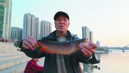 銀龍魚可以放生嗎（銀龍魚可以放生嗎？） 龍魚百科 第4張