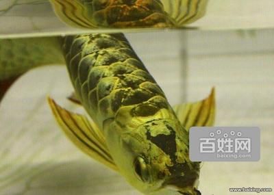 西安哪里有賣(mài)龍魚(yú)的（在西安，有多個(gè)地方可以買(mǎi)到龍魚(yú)，以下是根據(jù)搜索結(jié)果整理的銷(xiāo)售點(diǎn)） 龍魚(yú)百科 第2張