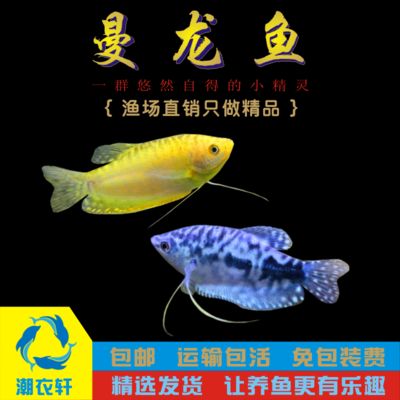 萬龍魚和曼龍魚（萬龍魚和曼龍魚是同一種魚嗎？） 龍魚百科 第1張