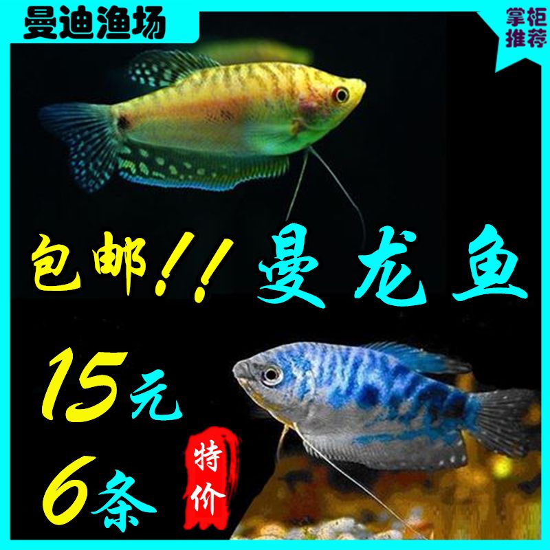 萬龍魚和曼龍魚（萬龍魚和曼龍魚是同一種魚嗎？） 龍魚百科 第2張