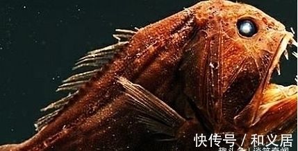 為什么金龍魚喜歡黑暗環(huán)境（為什么金龍魚偏愛黑暗環(huán)境？） 龍魚百科 第2張