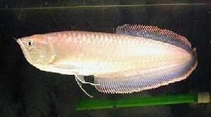 銀龍魚(yú)可以吃豬肉嗎（銀龍魚(yú)可以吃豬肉嗎？） 龍魚(yú)百科 第1張