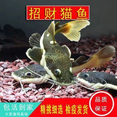 銀龍魚的屁股在哪里長出來的（銀龍魚的臀部位置） 龍魚百科 第1張