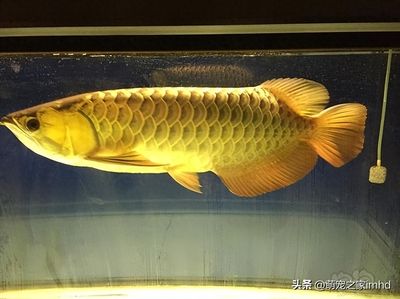 萬龍魚外形（萬龍魚品種的特征，過背金龍、紅龍魚、青龍、青龍等） 龍魚百科 第3張