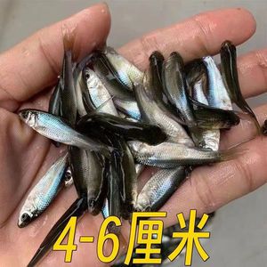 S6系列，產(chǎn)于大湖Shaid世界高品質(zhì)龍魚(yú)的代表，漁場(chǎng)提供試養(yǎng)服務(wù)，不滿(mǎn)意無(wú)條件換。（不滿(mǎn)意可換漁場(chǎng)終身服務(wù)極致售后大湖純血龍魚(yú)） 觀賞魚(yú)論壇 第2張