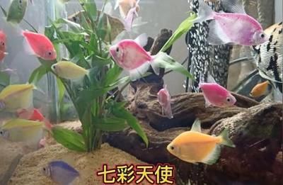 天使魚能和龍魚混養(yǎng)嗎（天使魚和龍魚可以混養(yǎng)嗎？） 龍魚百科 第3張