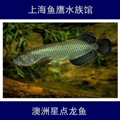 像龍魚的淡水魚（六角龍魚、虎紋恐龍王魚、虎紋恐龍王魚和金龍魚外觀相似的淡水魚） 龍魚百科 第2張