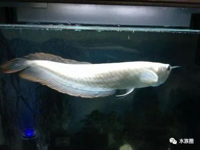 銀龍魚產(chǎn)卵有什么預(yù)兆（銀龍魚產(chǎn)卵前有哪些預(yù)兆？） 龍魚百科 第3張