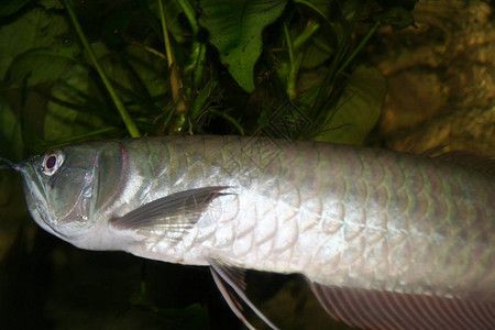 銀龍魚(yú)膽子?。ㄣy龍魚(yú)膽子小怎么辦） 龍魚(yú)百科 第5張