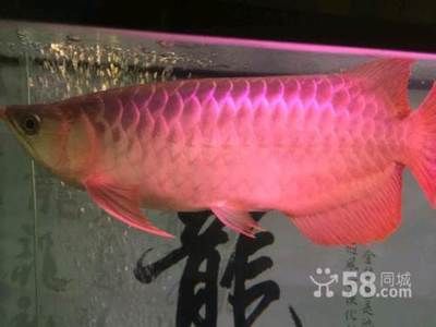 祥龍魚場有限公司官網(wǎng) 龍魚百科 第4張