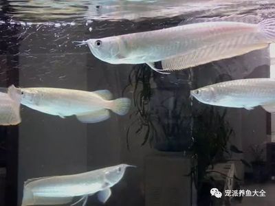 銀龍魚的燈光一天需要多長時間（銀龍魚的燈光需求并不是24小時不間斷的,實際上有自己的作息時間）