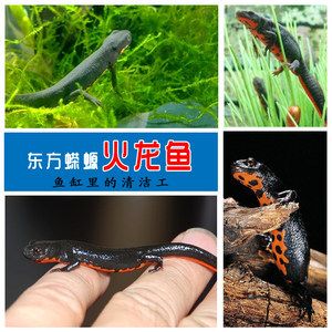 小龍魚張嘴（小龍魚張嘴可能由多種因素引起龍魚張嘴呼吸的原因） 龍魚百科 第3張