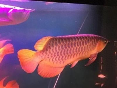 天使金龍魚（天使金龍魚是什么魚） 龍魚百科 第2張