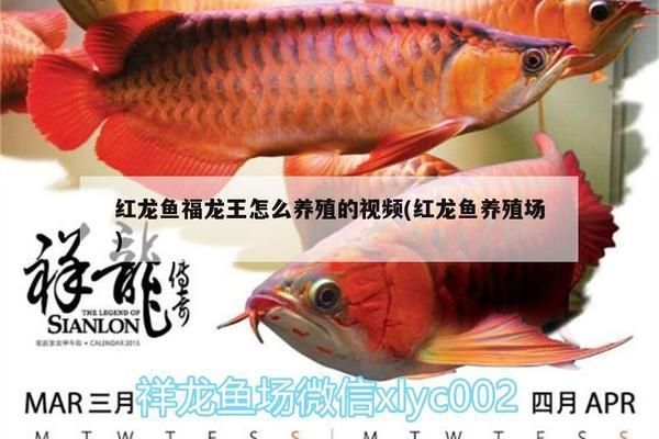 小金龍魚苗10至15公分（10至15公分小金龍魚苗的價(jià)格） 龍魚百科 第2張