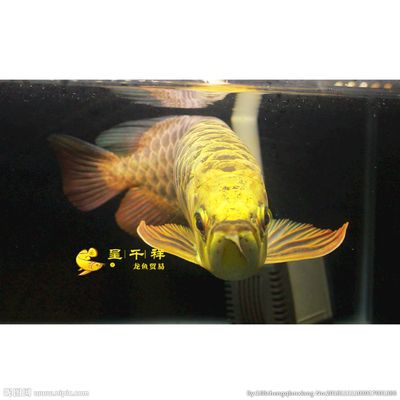 祥龍金龍魚(yú)（祥龍金龍魚(yú)價(jià)格）