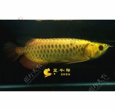 祥龍金龍魚(yú)（祥龍金龍魚(yú)價(jià)格） 龍魚(yú)百科 第4張