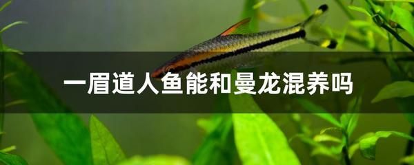 一眉道人和龍魚混養(yǎng)（一眉道人魚和龍魚可以混養(yǎng)嗎？） 龍魚百科 第4張