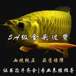 小金龍魚吃飼料好嗎（小金龍魚吃飼料可以嗎） 龍魚百科 第4張