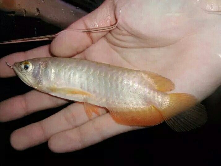 小龍魚圖片（小龍魚的高清大圖） 龍魚百科 第3張