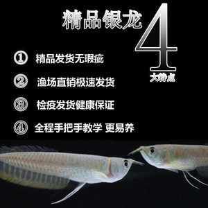 瑕疵龍魚可以買嗎圖片（什么是瑕疵龍魚） 龍魚百科 第1張