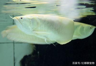 養(yǎng)銀龍魚開循環(huán)還需要加養(yǎng)嗎？（養(yǎng)銀龍魚開循環(huán)需要加養(yǎng)嗎？） 龍魚百科 第4張