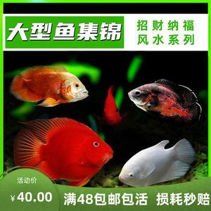 銀龍魚會咬蝴蝶鯉嗎（銀龍魚和蝴蝶鯉可以混養(yǎng)嗎） 龍魚百科 第1張