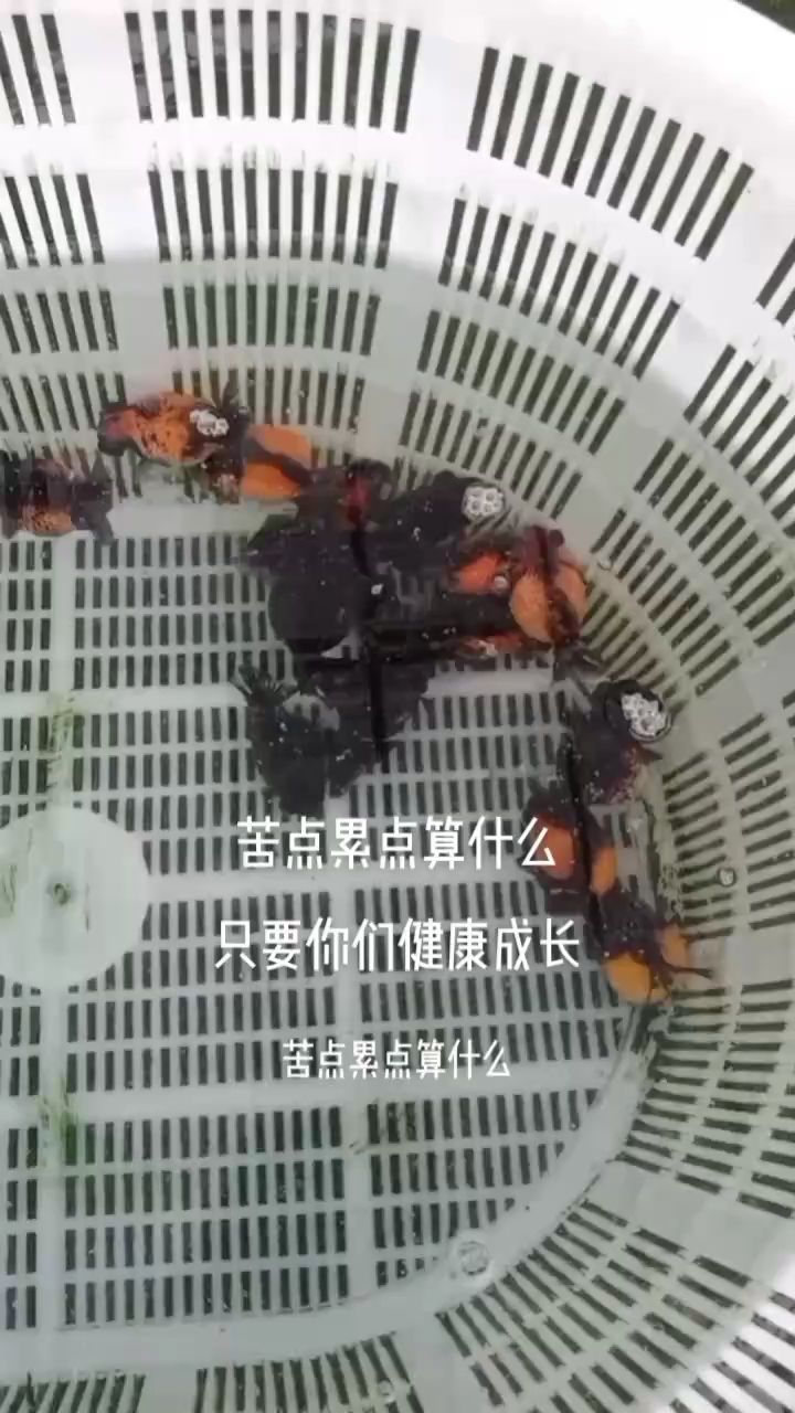 見證成長（小龍珠萌萌噠小龍珠） 觀賞魚論壇