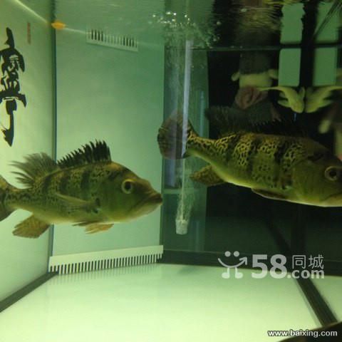 烏魯木齊哪兒買(mǎi)金龍魚(yú)便宜（新疆華凌市場(chǎng)） 龍魚(yú)百科 第1張