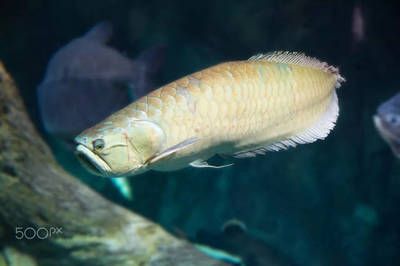 銀龍魚(yú)大口張嘴（銀龍魚(yú)大口張嘴可能由多種因素引起，） 龍魚(yú)百科 第2張