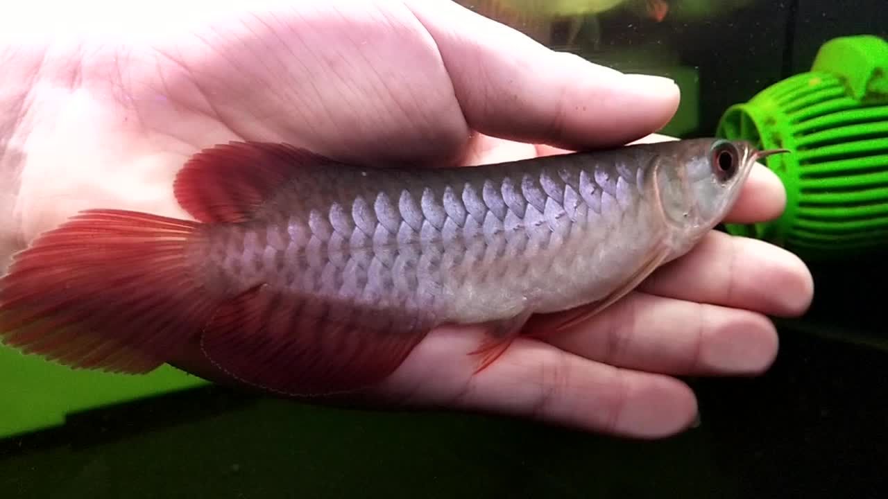 小紅龍魚不吃蝦肉怎么辦（小紅龍魚不吃蝦肉可能由多種原因引起） 龍魚百科 第4張