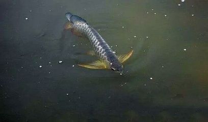 野生龍魚吃什么（野生龍魚的食譜） 龍魚百科 第5張