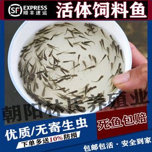 銀龍魚寄生蟲（如何防治銀龍魚寄生蟲） 龍魚百科 第2張