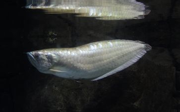 銀龍魚(yú)爛須（銀龍魚(yú)爛須怎么治療） 龍魚(yú)百科 第1張