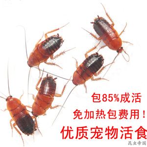 喂龍魚的活體昆蟲怎么消毒（喂養(yǎng)龍魚時，如何對活體昆蟲進行消毒） 龍魚百科 第3張