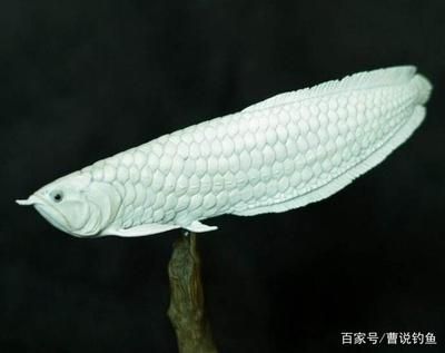 雪龍魚(yú)的功效與作用（雪龍魚(yú)是傳統(tǒng)意義上的食用魚(yú)類，而是作為一種觀賞魚(yú)而受到喜愛(ài)） 龍魚(yú)百科 第4張