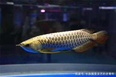 新買的龍魚關(guān)燈撞缸怎么辦（新買的龍魚關(guān)燈撞缸是因?yàn)閷π颅h(huán)境的不適應(yīng)、水溫突變導(dǎo)致的） 龍魚百科 第2張