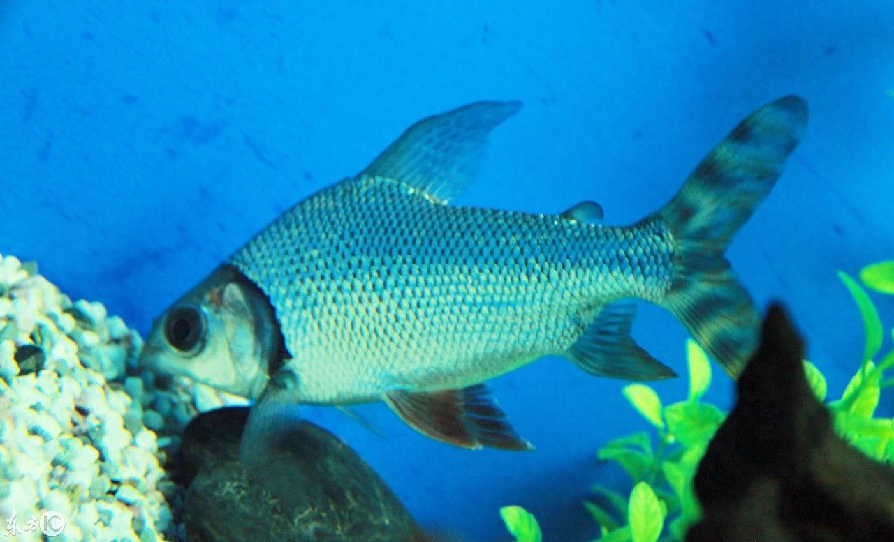 小體龍魚(yú)（什么是小體龍魚(yú)） 龍魚(yú)百科 第5張