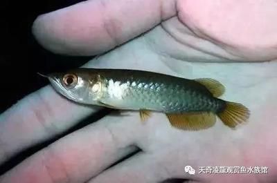 小龍魚多長時間消化（小龍魚消化時間因個體差異而異，小龍魚消化時間與其他因素有關(guān)） 龍魚百科 第1張