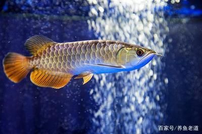 圖騰金龍魚（圖騰金龍魚價格是多少） 龍魚百科 第3張